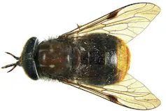 insecte sur fond blanc