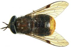 insecte sur fond blanc