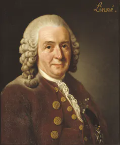 portrait ancien