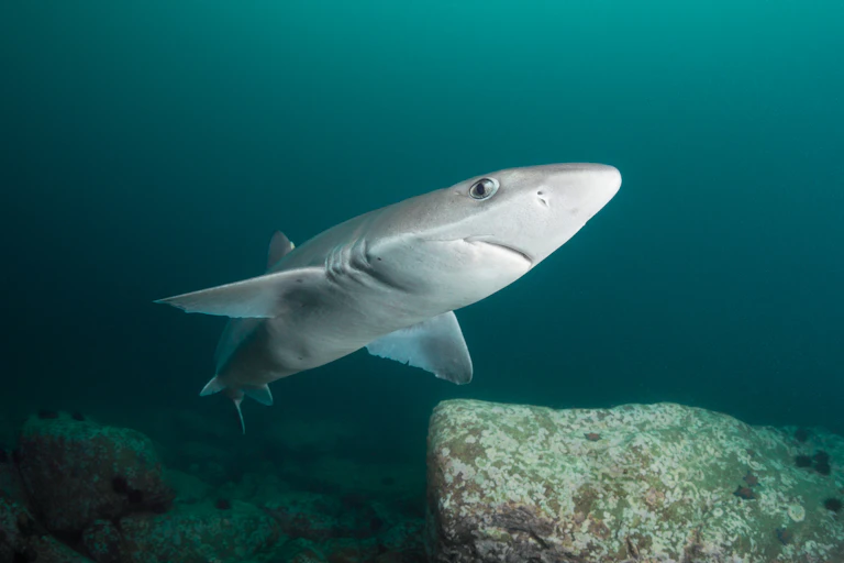 Un aiguillat commun (Squalus acanthias)