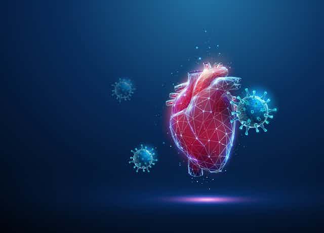 Illustration of a human heart and SARS-CoV-2 virus particles on a blue backround