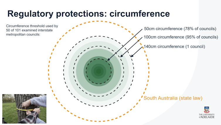 Diagram of the circumferences of trees that qualify for protection in metropolitan councils and the proportions that apply various size categories