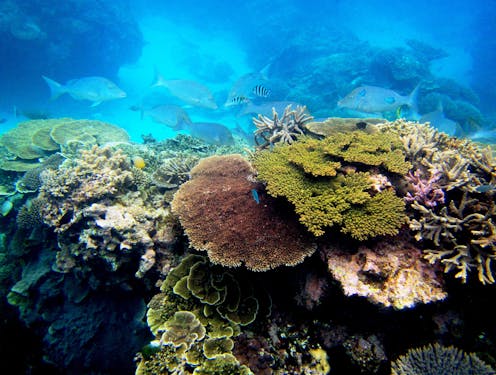 As climate change and pollution imperil coral reefs, scientists are deep-freezing corals to repopulate future oceans