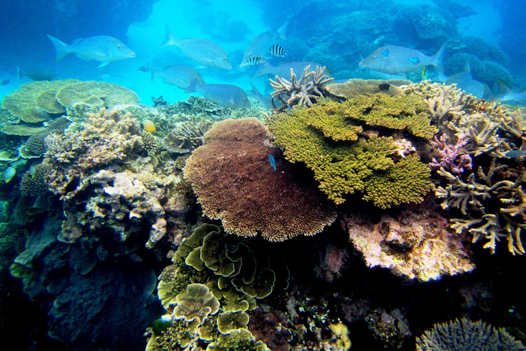 Underwater photo of healthy corals
