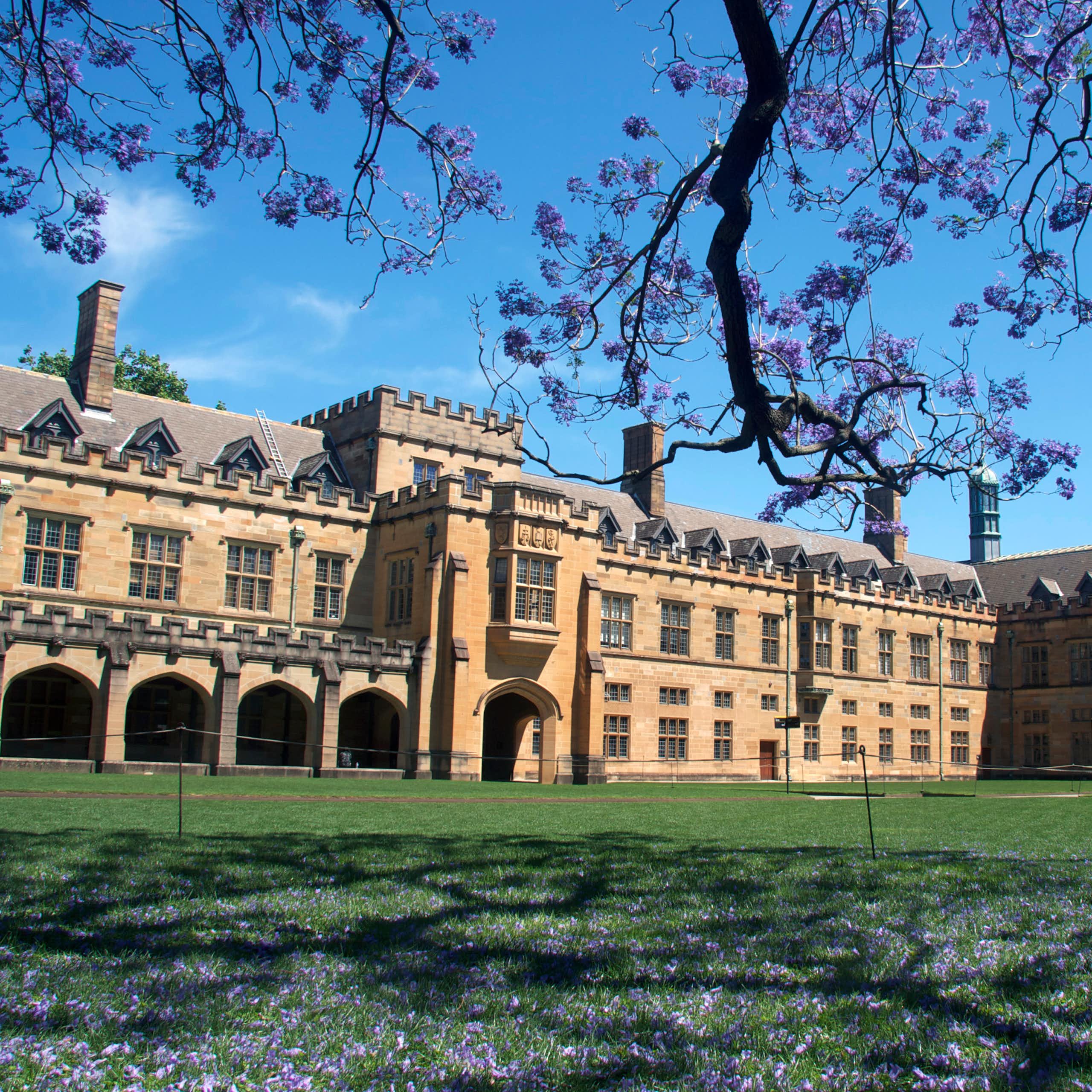 The main quadrangle at Sydney University, with sandstone buildings and a jacaranda tree.