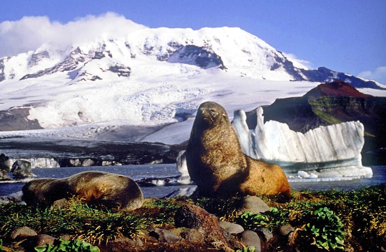 seal on rocks in icy landscape