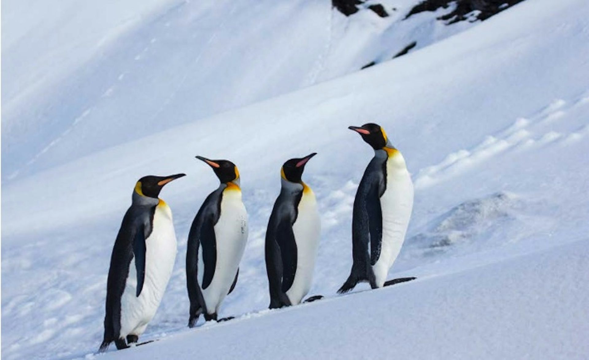 King Penguins on ice at Heard Island