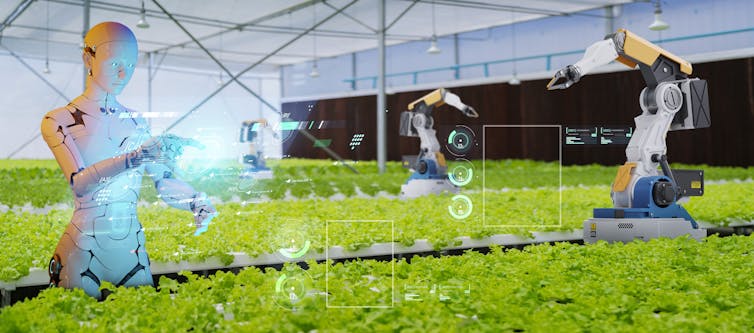 Robots work at organic farm.