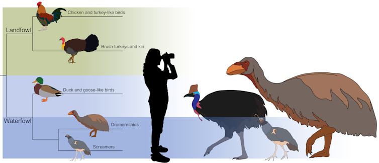 Diagram showing where dromornithids sit in family tree of birds, and another showing _Genyornis as about the height of a human, larger than a cassowary and much larger than a screamer.