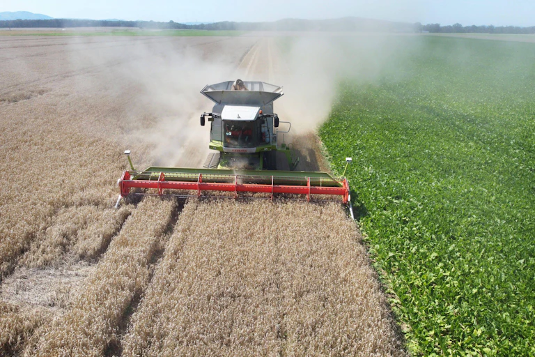 Winter wheat being harvested.