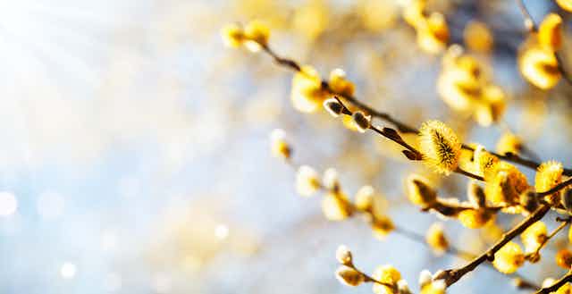 To right of pic, yellow fluffy catkins on branches close up, blurry grey background