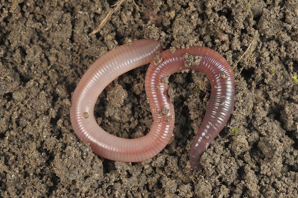 The 'worm moon' once marked the spring return of earthworms – until global  warming kicked in