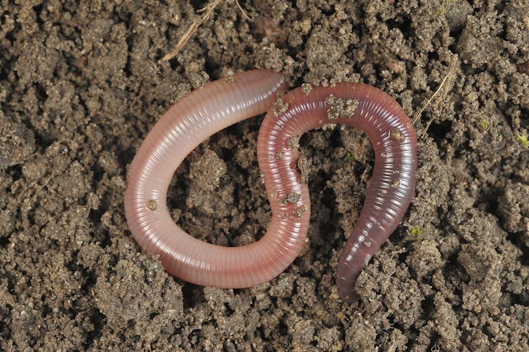 Large worm in soil