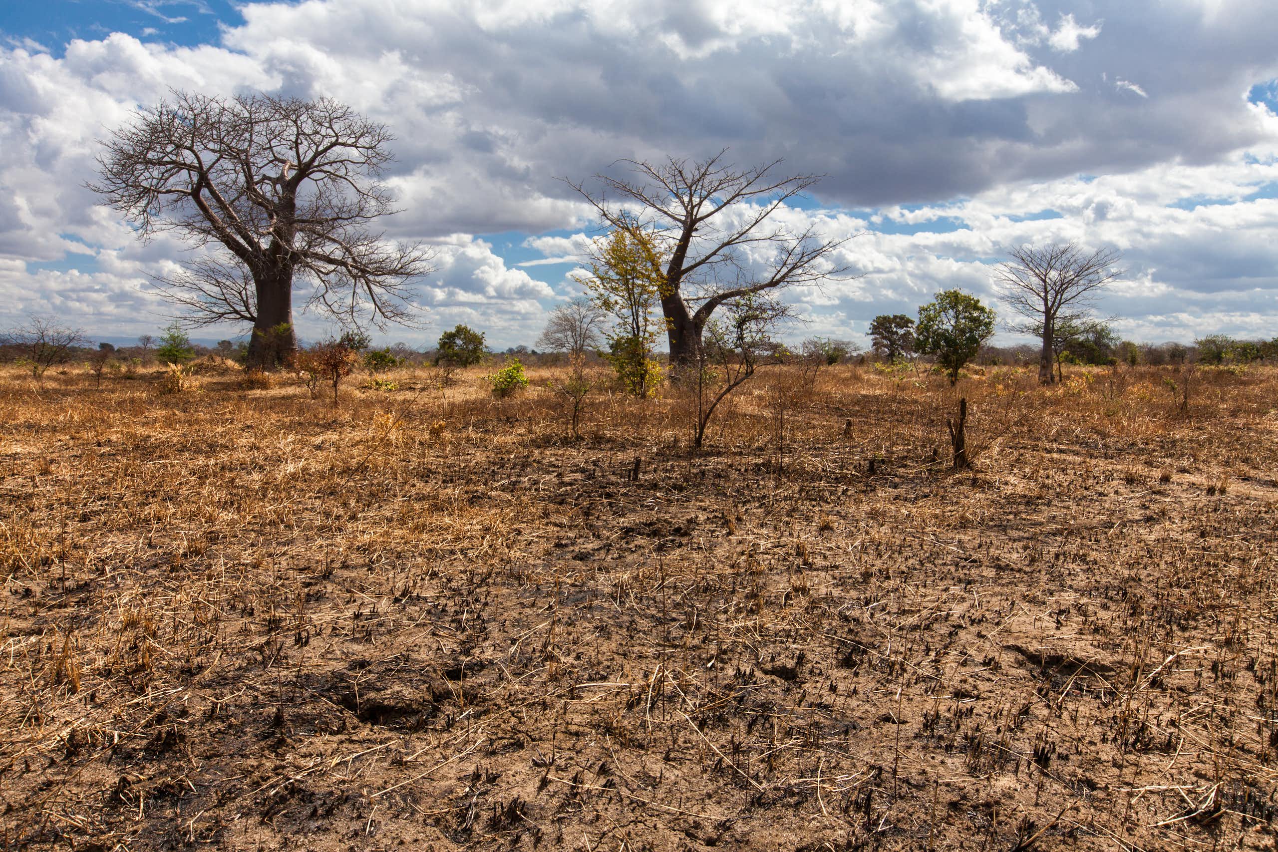 Parched and dried out landscape where even the grass has not survived with a Baobab tree in the background, depicting the effects of drought