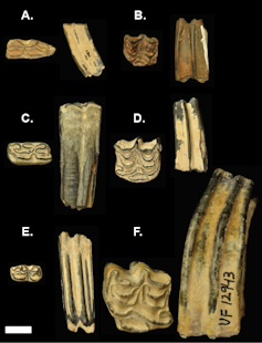 Representative fossil horse teeth of Florida
