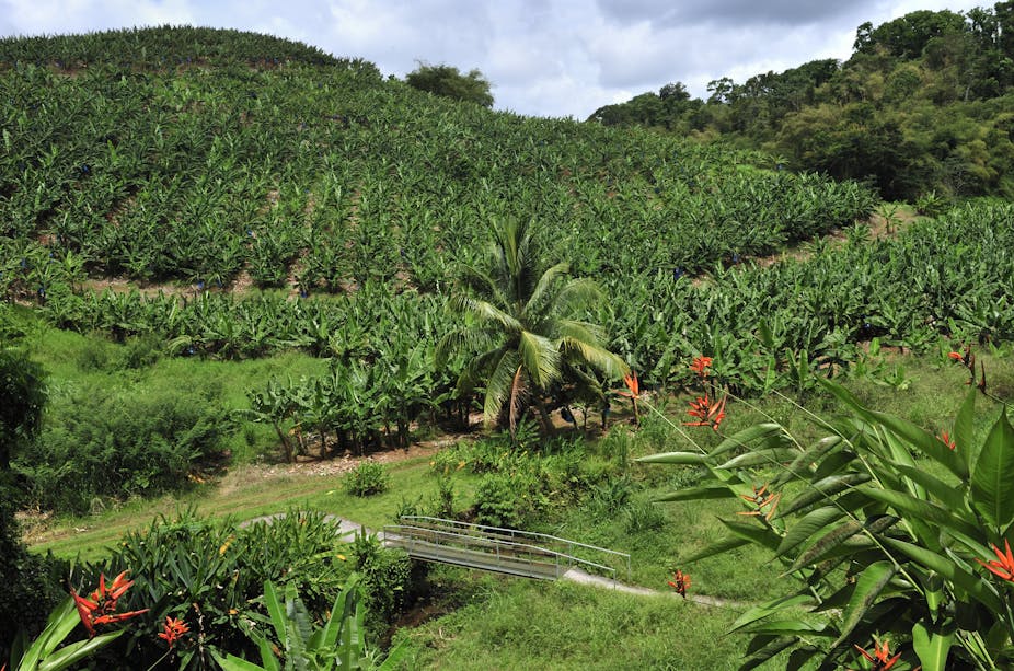 Bananeraie en Martinique
