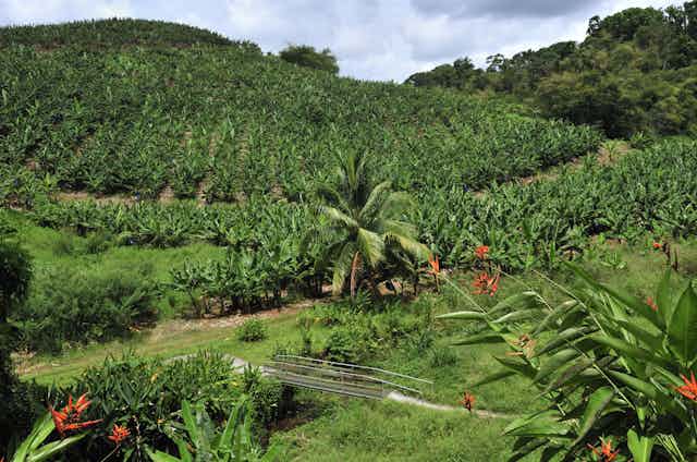Bananeraie en Martinique