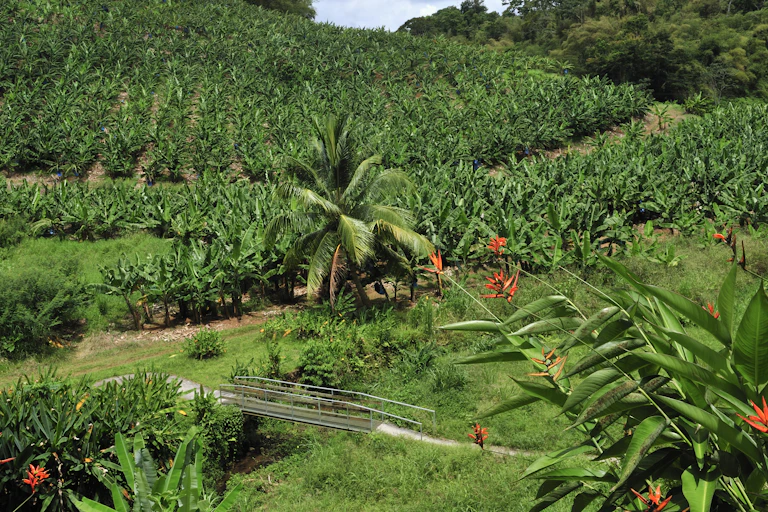 Bananeraie en Martinique