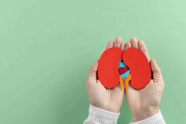 A pair of hands holding paper cut-outs of kidneys