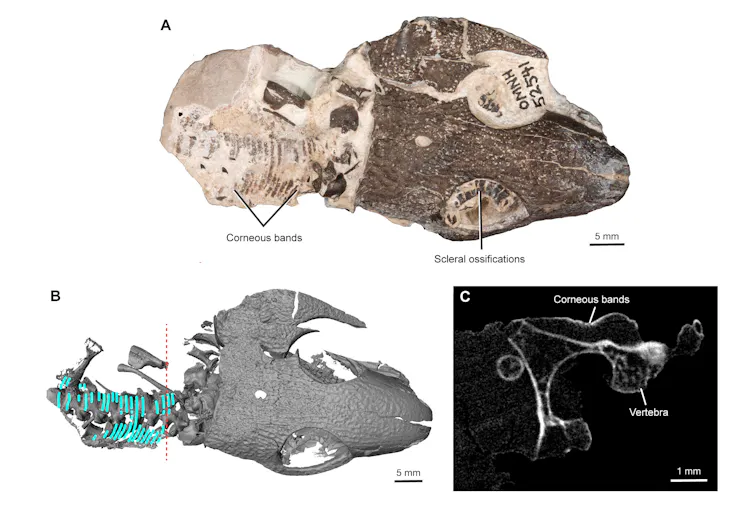 skeletal specimens of a lizard-like dinosaur