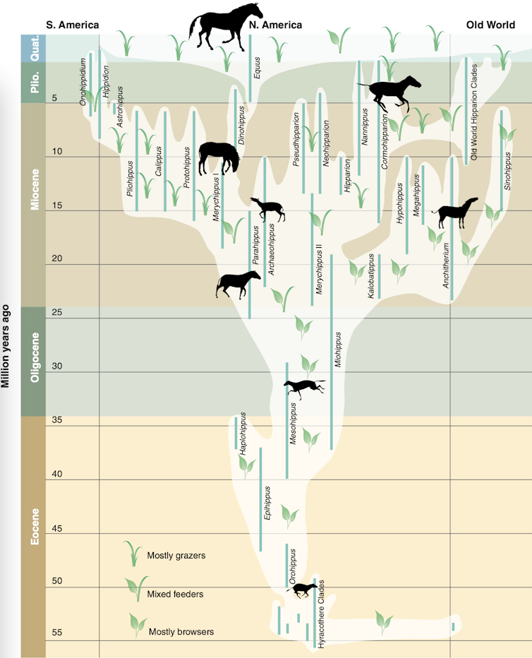 family tree showing horse evolution diversifying over time