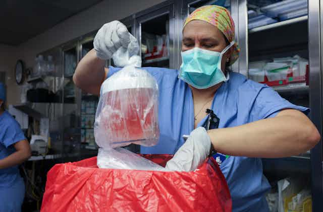 Health worker removes pig kidney from its box to prepare for transplantation
