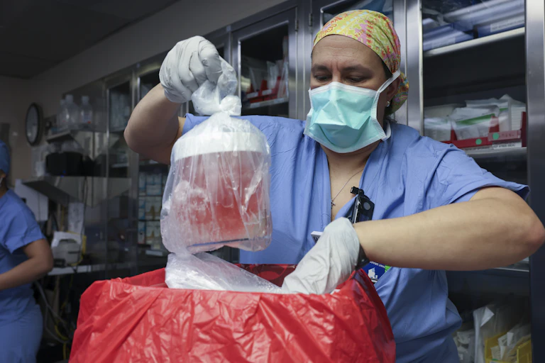 Health worker removes pig kidney from its box to prepare for transplantation