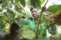 man tends to a coffee plant