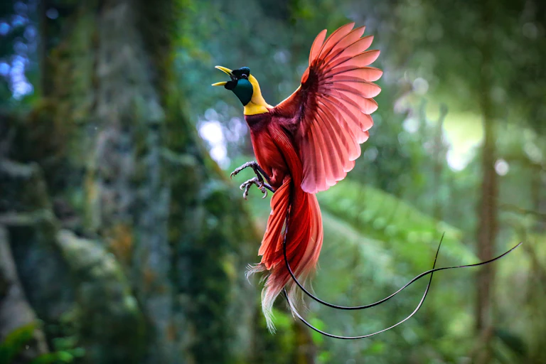 A magnificent red bird with yellow and green head caught mid flight against a jungle backdrop.