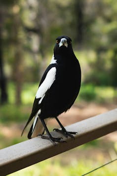 A black and white bird with orange eyes and a curious expression sits on a railing.