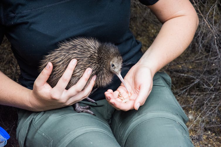 A small grey bird with a really long beak being hand fed grains at a sanctuary.