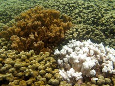 Two coral heads, one bleached white, the other still its natural brown color.