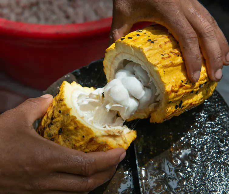 Des mains tiennent une cabosse de cacao fendue, montrant les graines à l’intérieur.