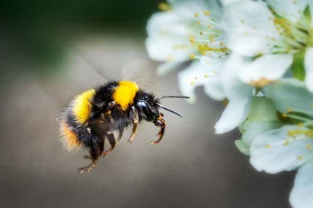 A bumblebee hovers by a white blossom.