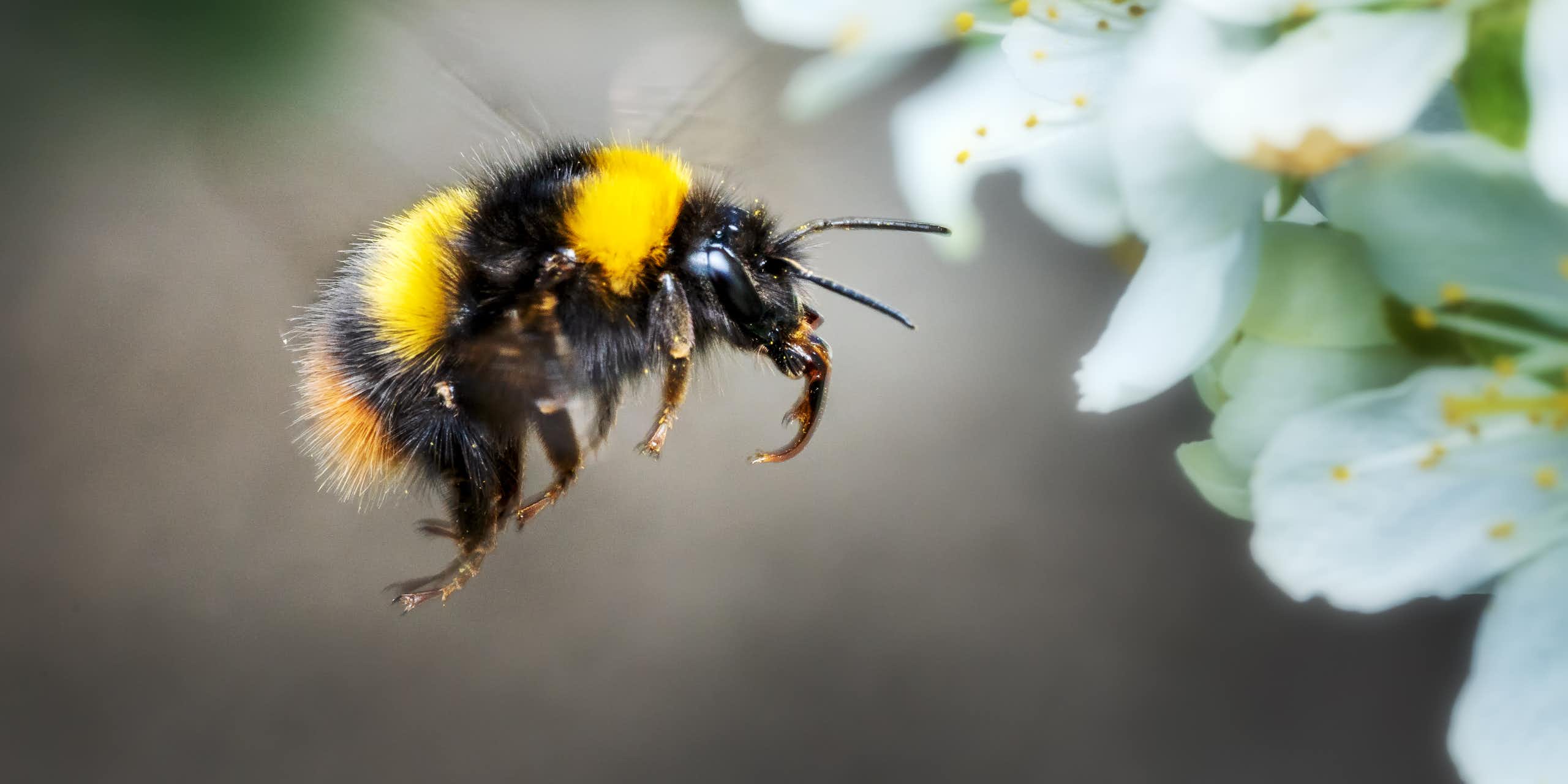 A bumblebee hovers by a white blossom.