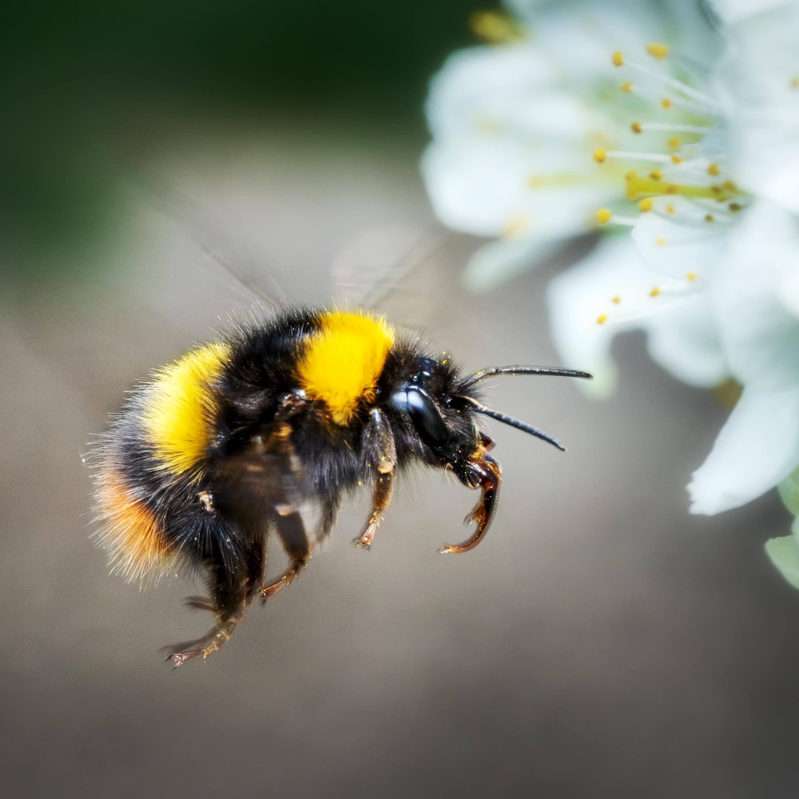 A bumblebee hovers by a white blossom.