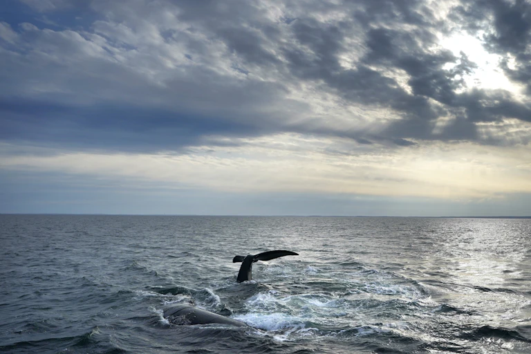 Whales seen in the ocean.