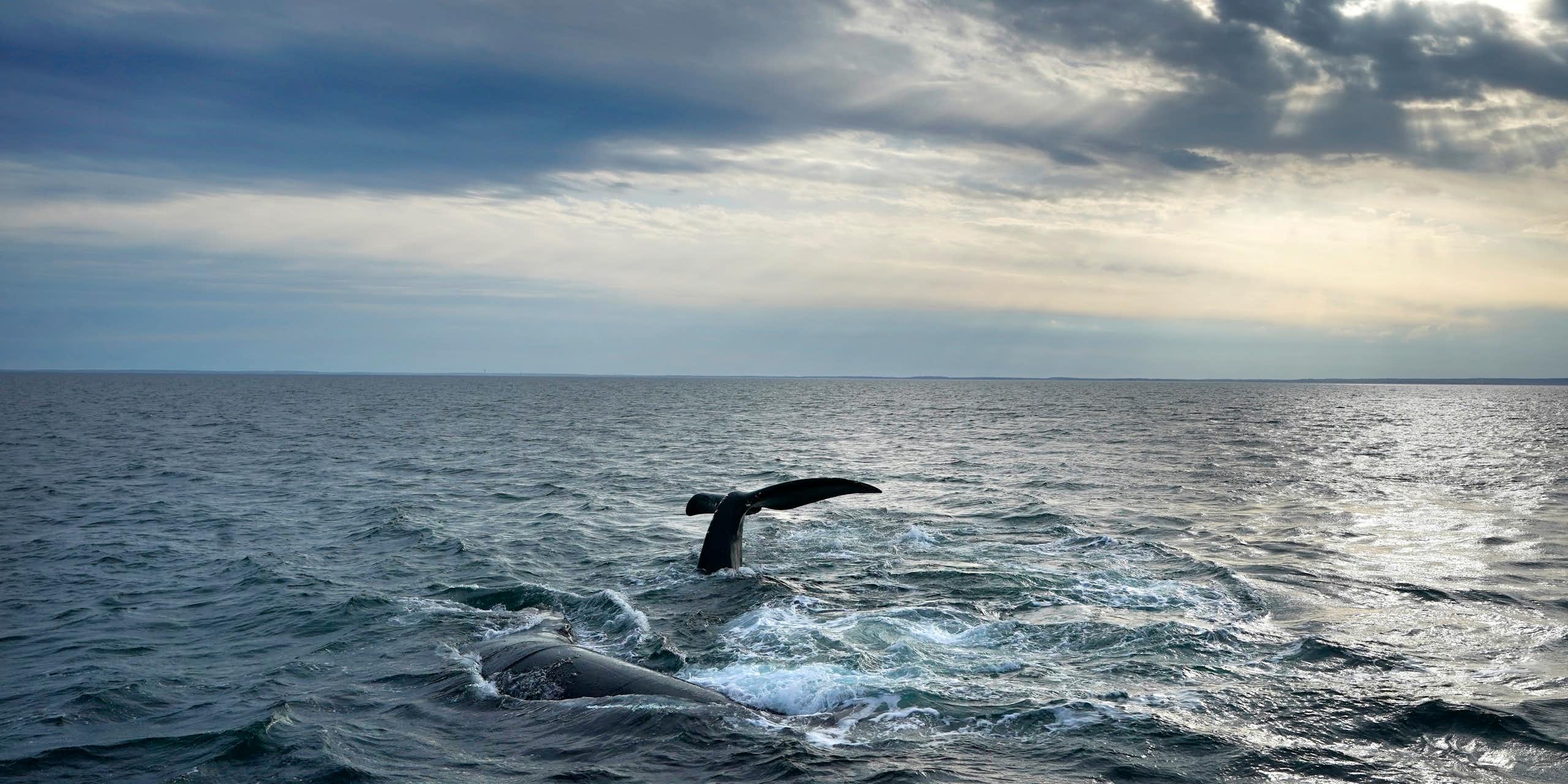 Whales seen in the ocean.
