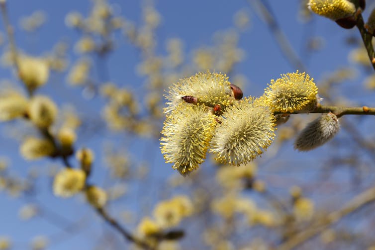 Fuzzy yellow catkins on slender branches.
