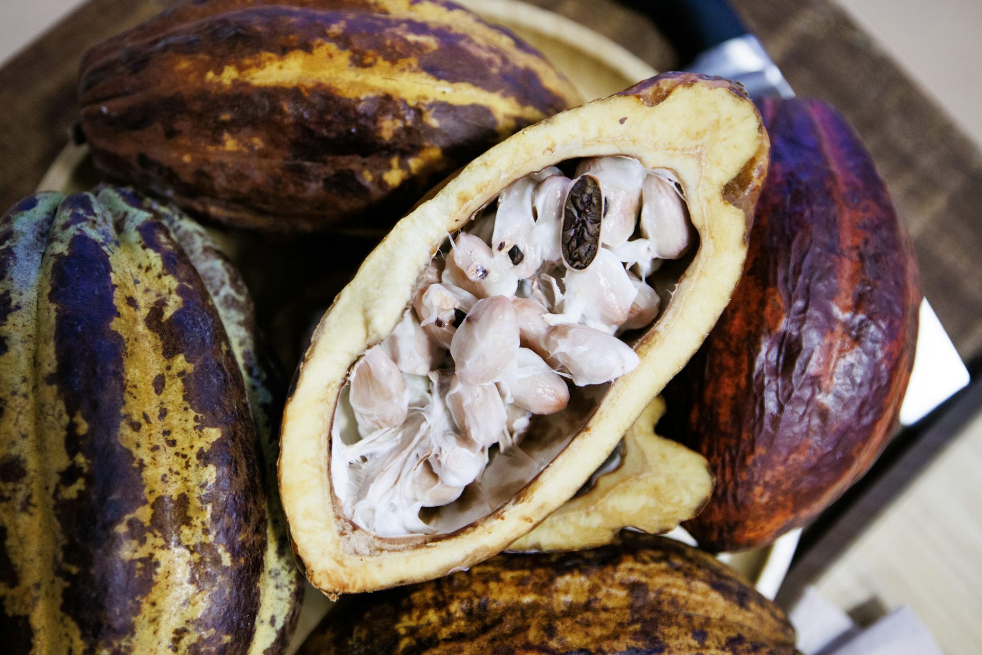 Brown and yellow pods containing white fruit.
