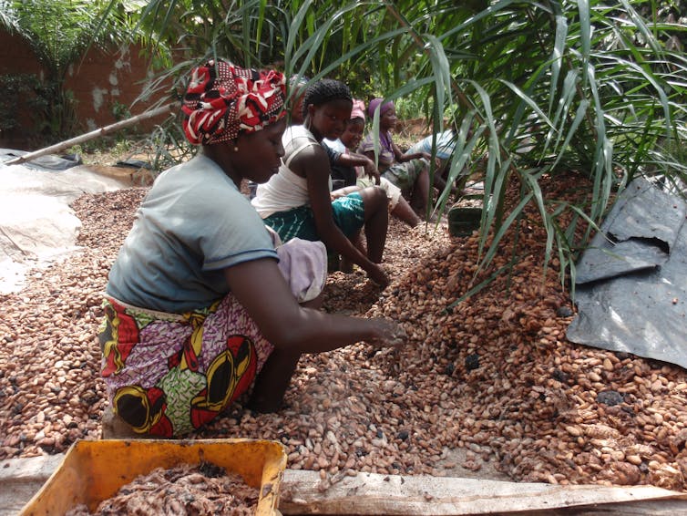Women squat in a row sorting cocoa beans.