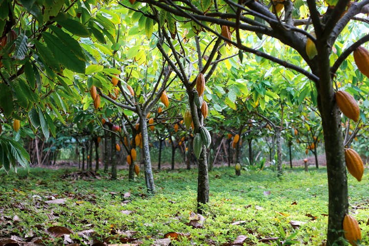 A row of trees with cocoa pods hanging from them.