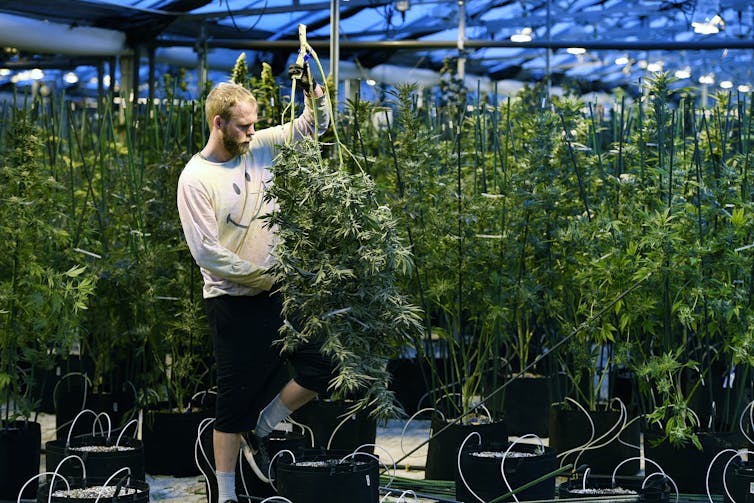 Man in large marijuana greenhouse cutting plants