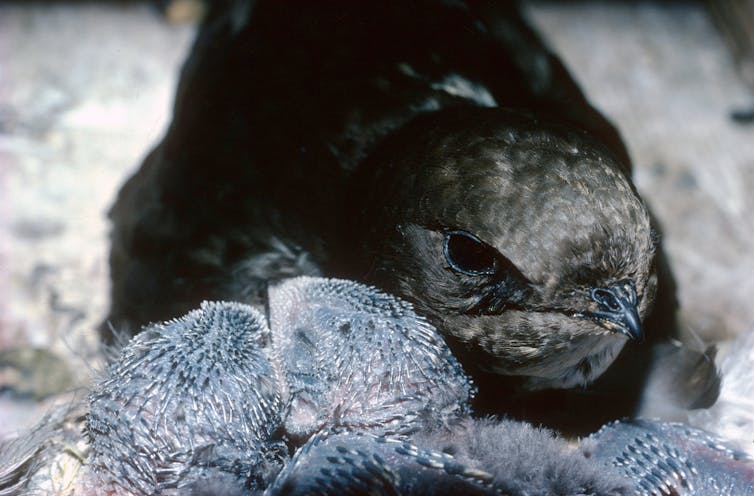 Close up shot of adult grey swift bird with two fluffy grey chicks in foreground.