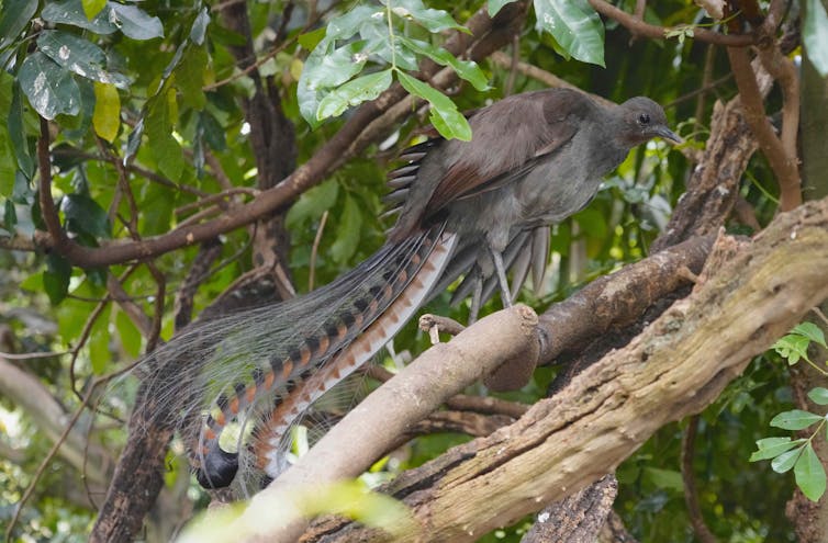 A grey brown bird with a splendid long tail seen in shrubby undergrowth.