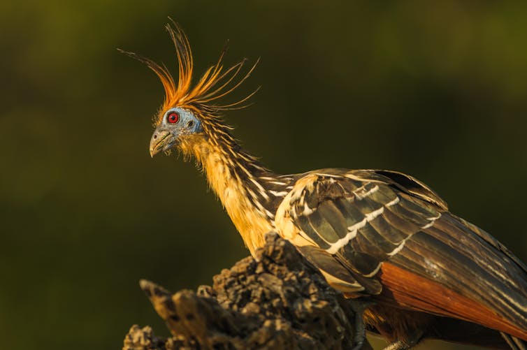 Un pájaro de cuello alargado y mechones anaranjados en la cabeza que se parece un poco a una paloma.