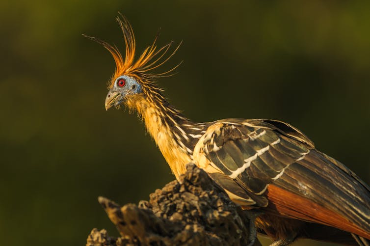 A bird with a longish neck and orange tufts on its head that looks a bit like a pigeon.