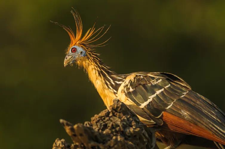 Um pássaro com pescoço comprido e tufos alaranjados na cabeça que se parece um pouco com um pombo.