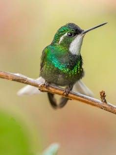 An emerald and green coloured bird with a white chest and thin pointy beak.