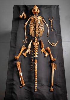 A collection of orange bones laid out on a black tablecloth in the shape of a skeleton.